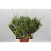 BQ Cape Greenmix