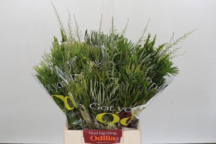 BQ Cape Greenmix