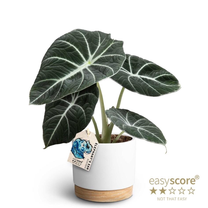 <h4>ALOCASIA REGINULA p12 Black V WB White</h4>