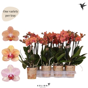 Kolibri Orchids Phalaenopsis Mineral orange 2 spike