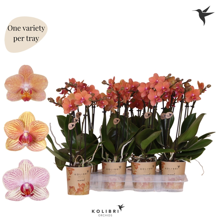<h4>Kolibri Orchids Phalaenopsis Mineral orange 2 spike</h4>