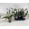 Phal Ov Wit Cascade 3 Bow