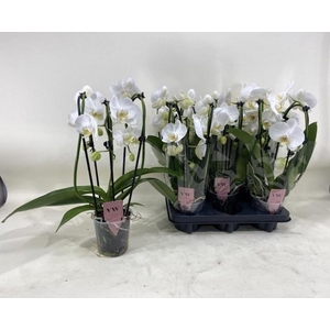 PHAL AN CASCADE WHITE 2TAK