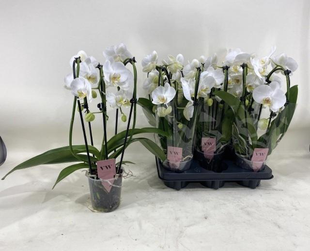 <h4>PHAL AN CASCADE WHITE 2TAK</h4>