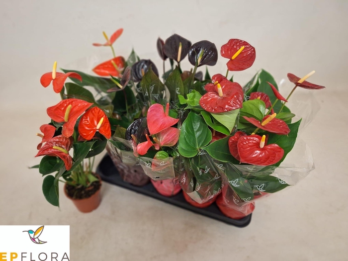 <h4>ANTHU AN GEM 4 KL</h4>