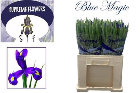 <h4>Iris Blue Magic</h4>