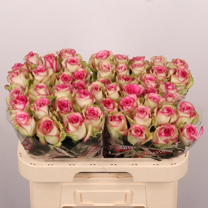 <h4>R GR MONIQUE</h4>