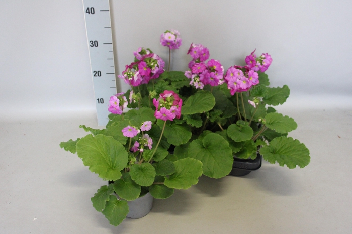 <h4>PRIM OB TW GEM</h4>