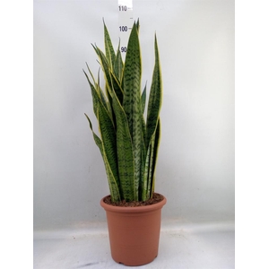 Sansevieria trifa. 'Laurentii'