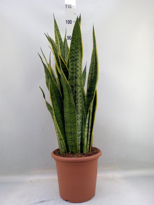 <h4>Sansevieria trifa. 'Laurentii'</h4>