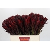 Leucadendron Saf Sunset Dark R.