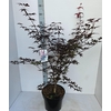 Acer palmatum Red Emperor