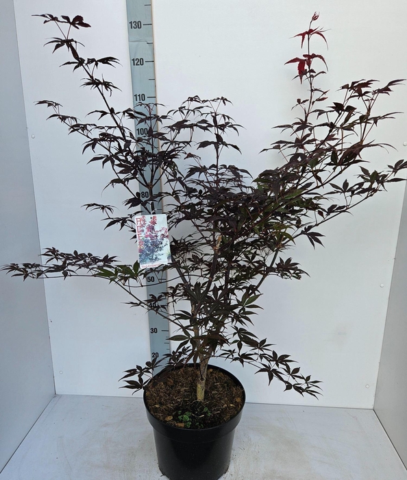 Acer palmatum Red Emperor