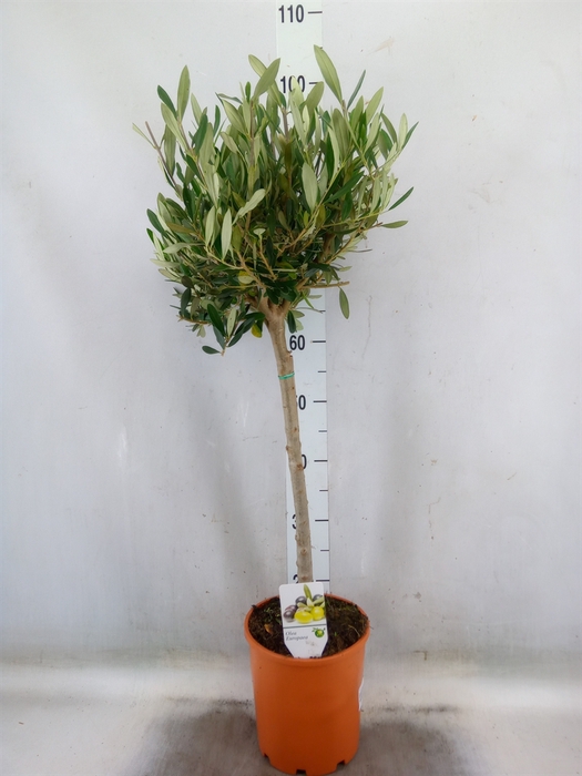 <h4>Olea europaea</h4>