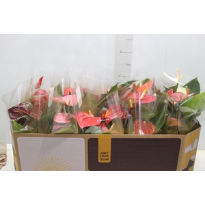 ANTHURIUM VARIADO P12