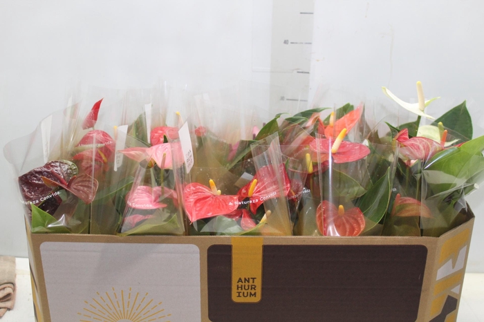 <h4>ANTHURIUM VARIADO P12</h4>