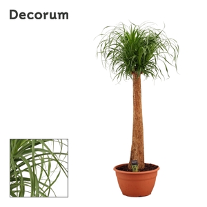 Beaucarnea recht 35 cm (Decorum)