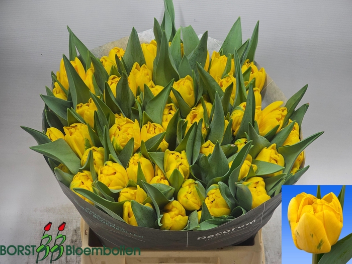 <h4>TU DU SUNSPOT</h4>