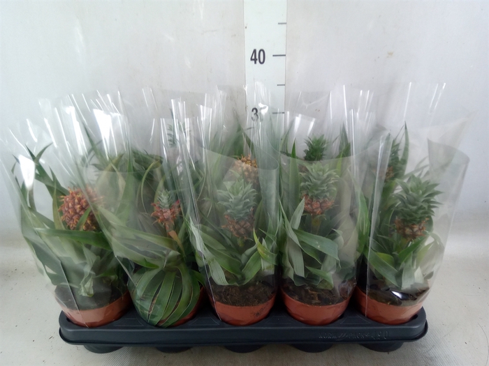 <h4>Ananas   ...mix</h4>