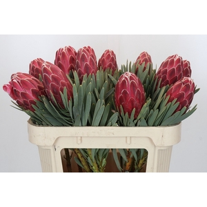 Protea Venus