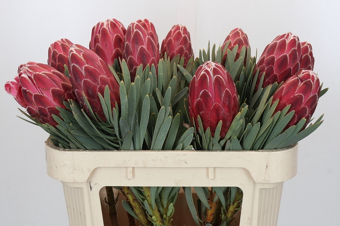 <h4>Protea Venus</h4>