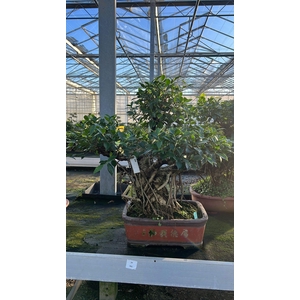 Ficus retusa, pot 40cm. Height 80cm.( single item)