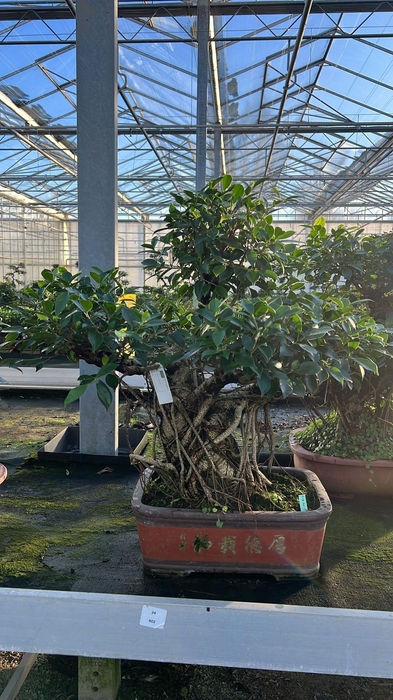 <h4>Ficus retusa, pot 40cm. Height 80cm.( single item)</h4>