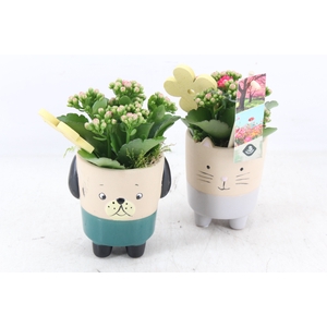 arr2 JS - Ker. potje cat/dog - roze