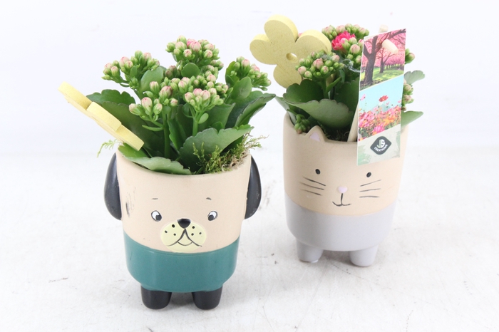 <h4>arr2 JS - Ker. potje cat/dog - roze</h4>