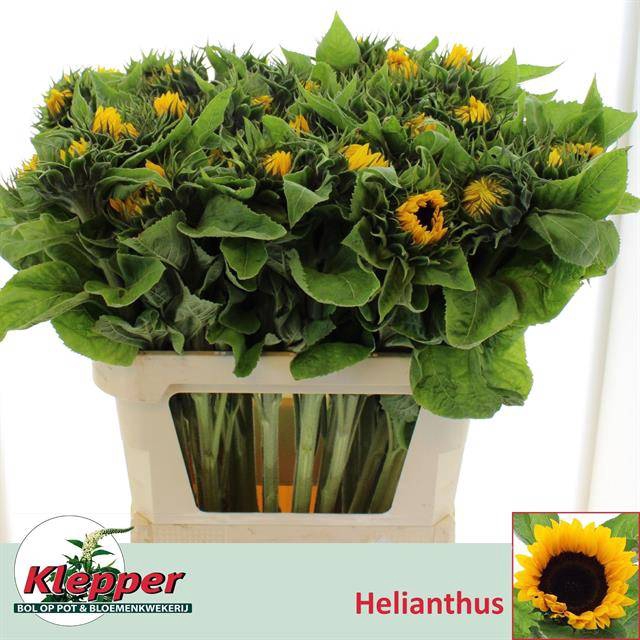 <h4>Heli Sunrich Orange Klepper</h4>