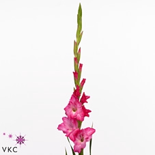 GLAD GR VIOLET KING