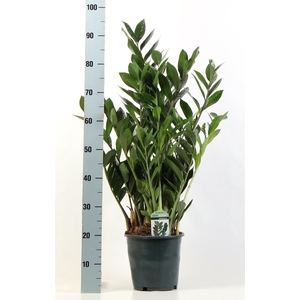 Zamioculcas zamiifolia
