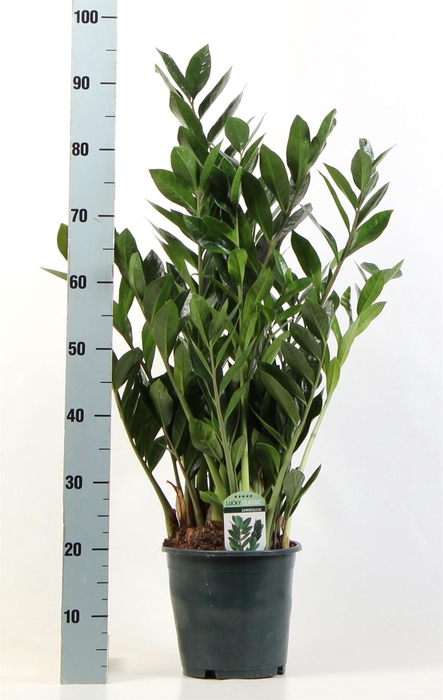 <h4>Zamioculcas zamiifolia</h4>