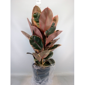 Ficus elastica 'Belize'