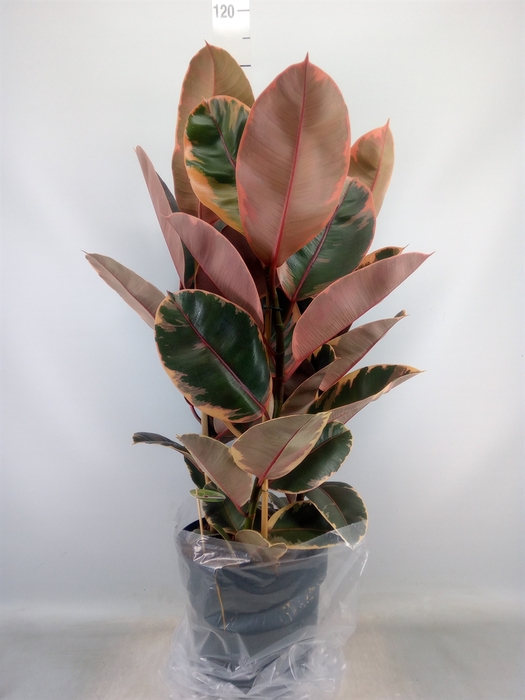 <h4>Ficus elastica 'Belize'</h4>