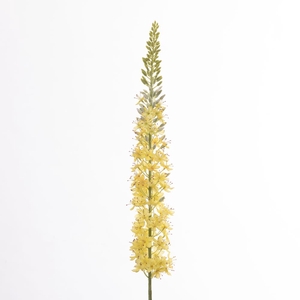 Af Eremurus L129cm Yellow