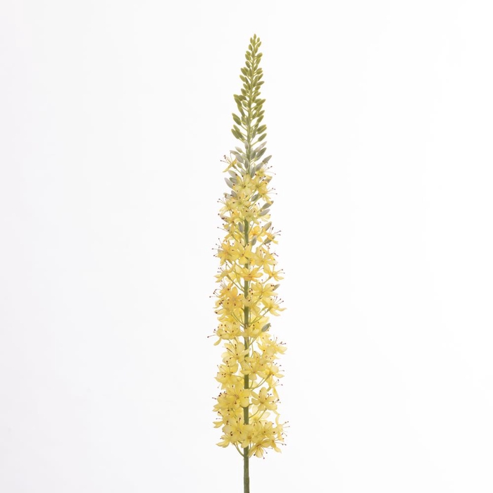 <h4>Af Eremurus L129cm Yellow</h4>