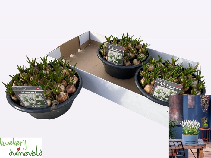 <h4>MUSCAR CASABLANCA</h4>