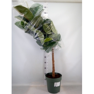 Ficus elastica 'Robusta'
