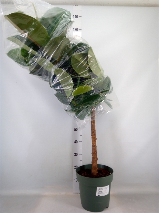 <h4>Ficus elastica 'Robusta'</h4>
