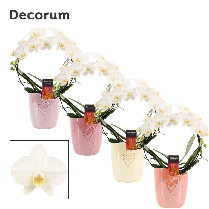 <h4>Phalaenopsis boog wit in Joa (Special moods-collection)</h4>