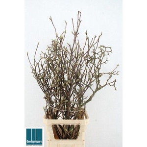 MAGNOLIA GRANDIFLORA