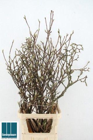 <h4>MAGNOLIA GRANDIFLORA</h4>