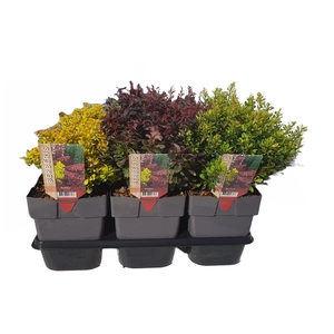 Berberis thunbergii mix P17