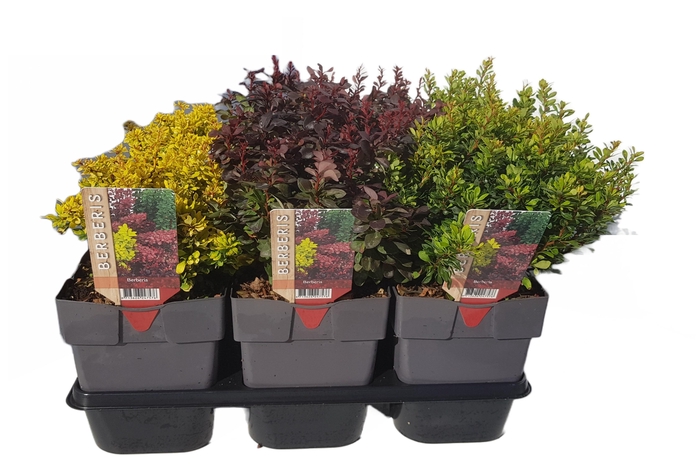 <h4>Berberis thunbergii mix P17</h4>