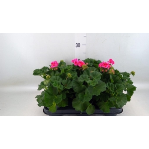 Pelargonium zona.   ...F1