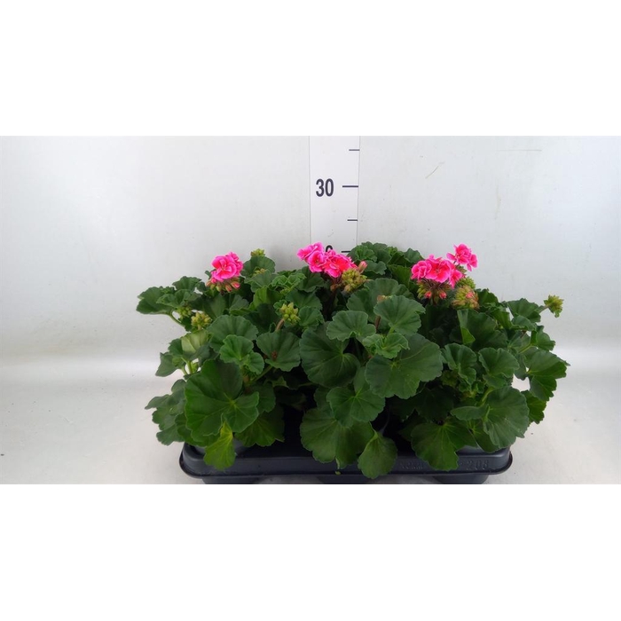 <h4>Pelargonium zona.   ...F1</h4>