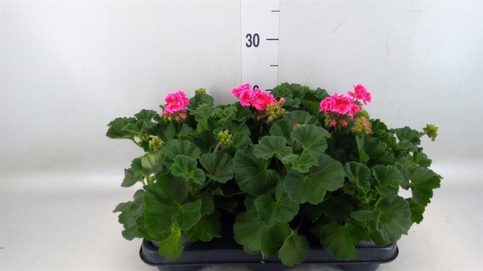 <h4>Pelargonium zona.   ...F1</h4>