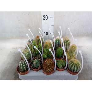 Cactus   ...mix