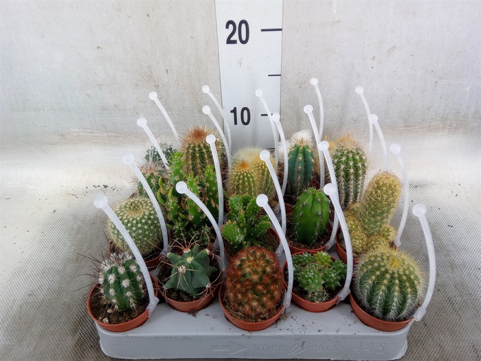 <h4>Cactus   ...mix</h4>